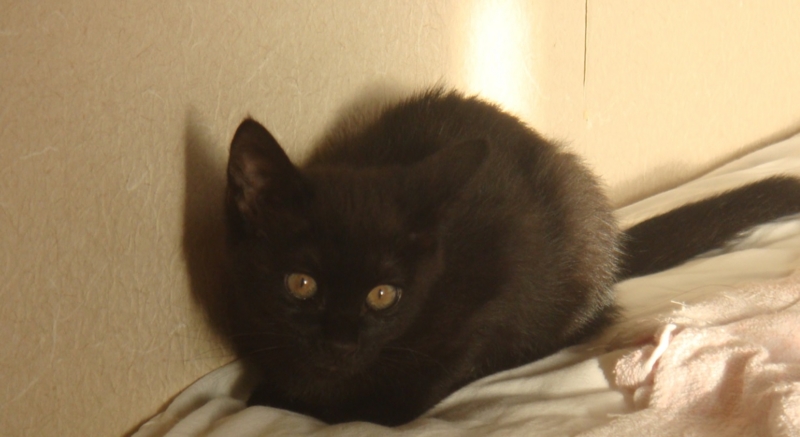 f:id:mo88mo:20150208124416j:plain