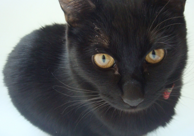 f:id:mo88mo:20150312174206j:plain