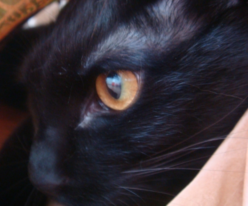 f:id:mo88mo:20150529165957j:plain