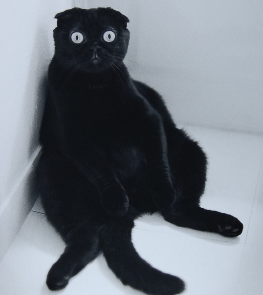 f:id:mo88mo:20150713172301j:plain