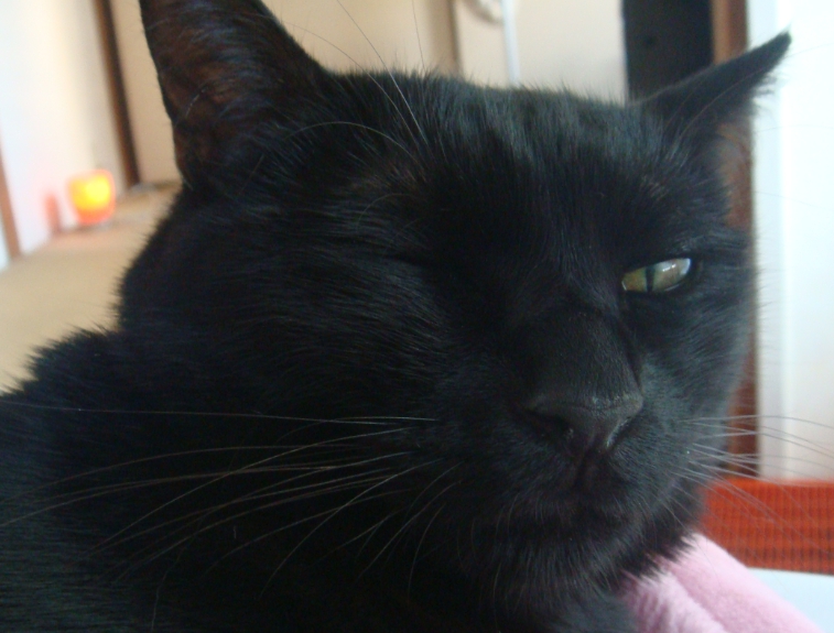 f:id:mo88mo:20150728171757j:plain