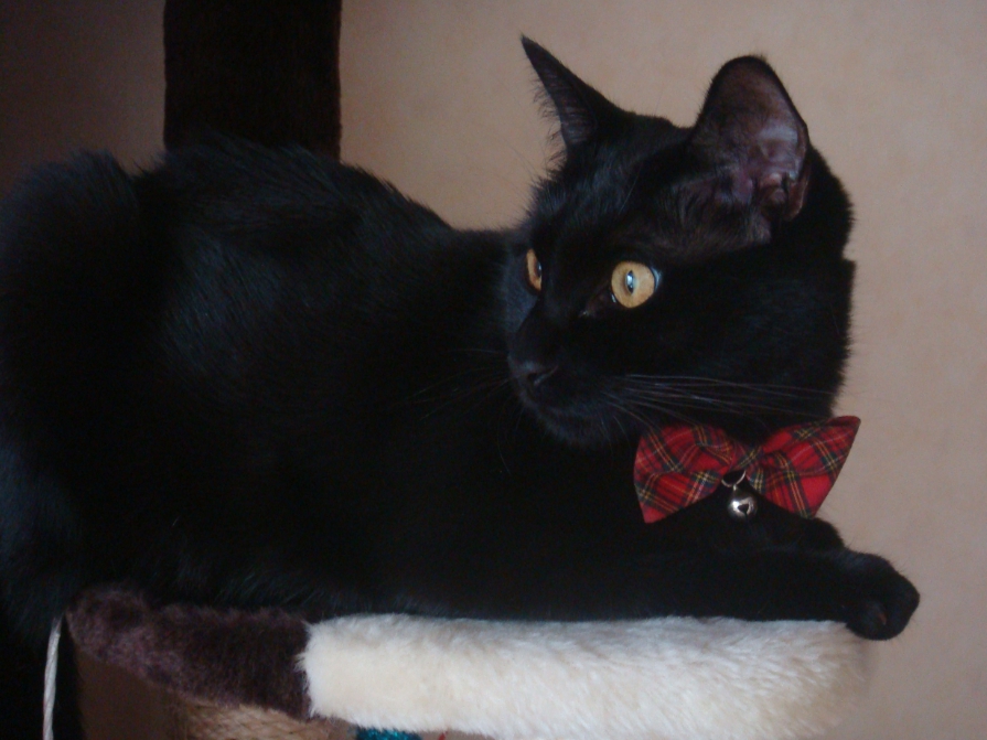 f:id:mo88mo:20150826164247j:plain