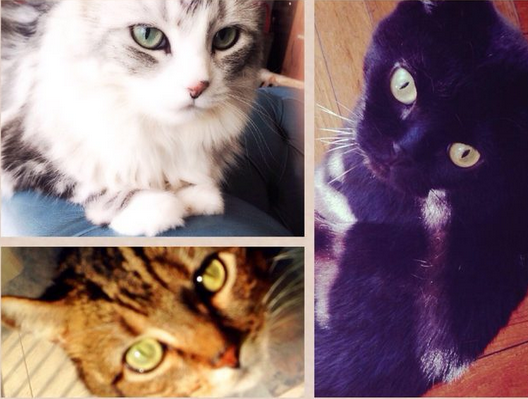 f:id:mo88mo:20151020085018p:plain