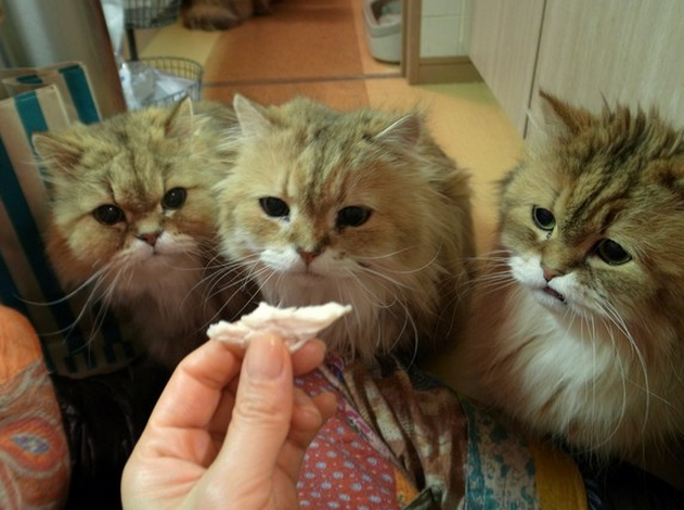 f:id:mo88mo:20151020111350p:plain