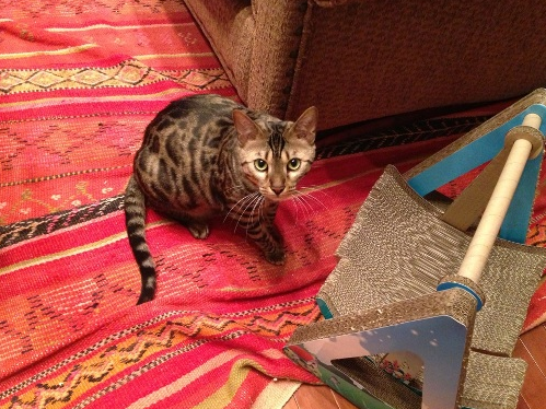 f:id:mo88mo:20151020112813p:plain