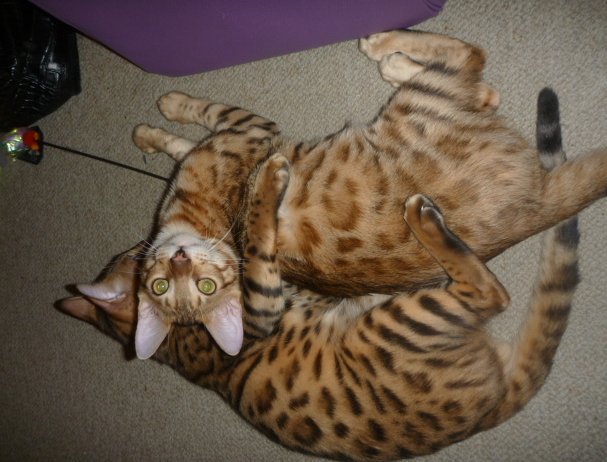 f:id:mo88mo:20151020120319p:plain