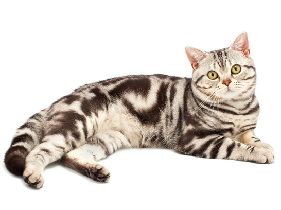 f:id:mo88mo:20151111142620p:plain