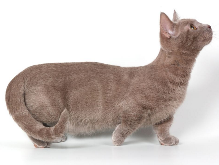 f:id:mo88mo:20151112151715p:plain