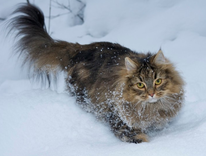 f:id:mo88mo:20151112152058p:plain