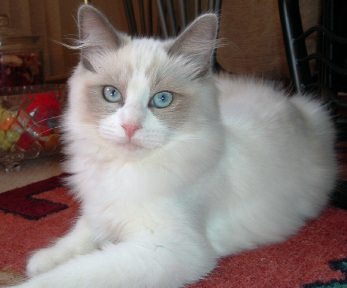 f:id:mo88mo:20151112152839p:plain