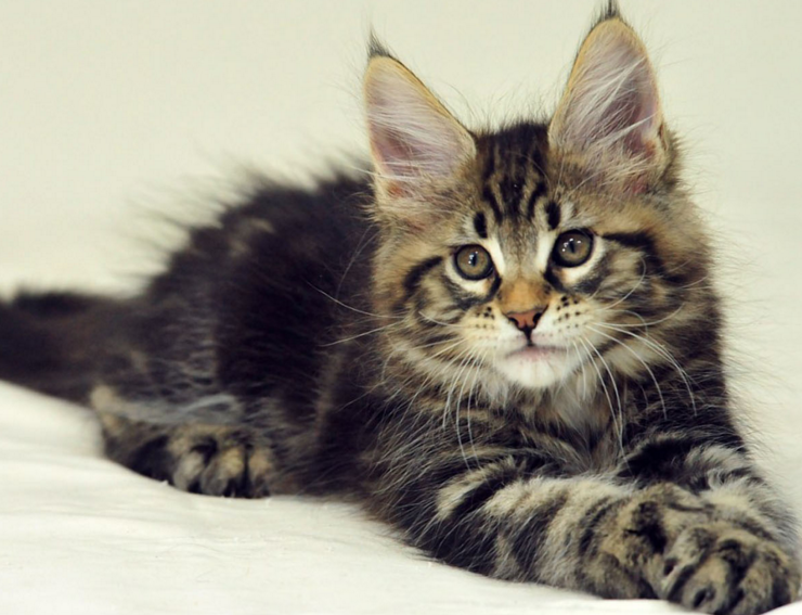 f:id:mo88mo:20151112153353p:plain