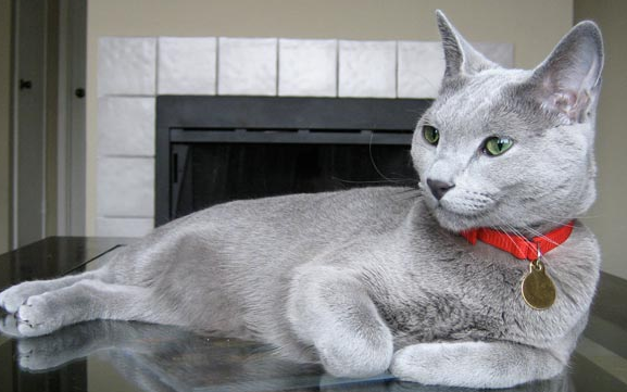 f:id:mo88mo:20151112154102p:plain