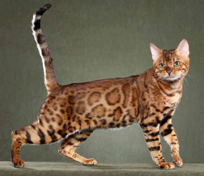 f:id:mo88mo:20151112154843p:plain