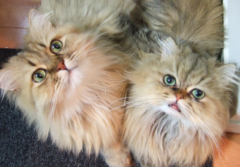 f:id:mo88mo:20151112155816p:plain