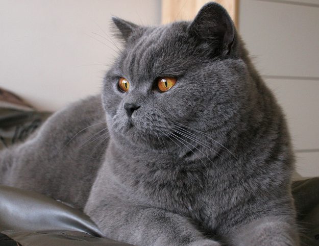 f:id:mo88mo:20151112160318p:plain