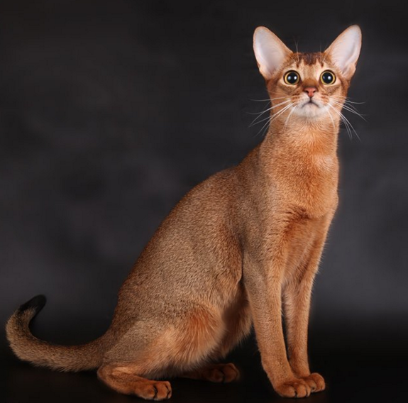 f:id:mo88mo:20151112160747p:plain