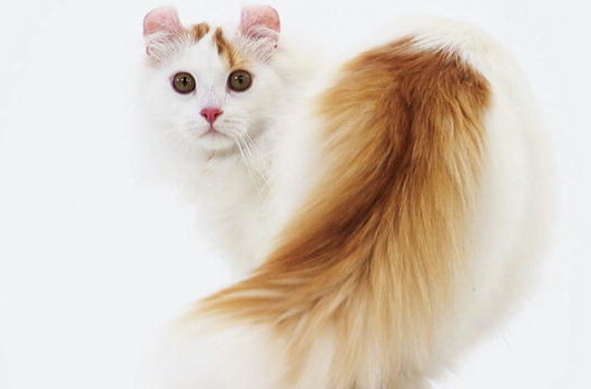 f:id:mo88mo:20151112161414p:plain