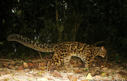 f:id:mo88mo:20151213192255p:plain