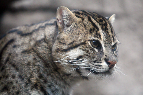 f:id:mo88mo:20151215182609p:plain