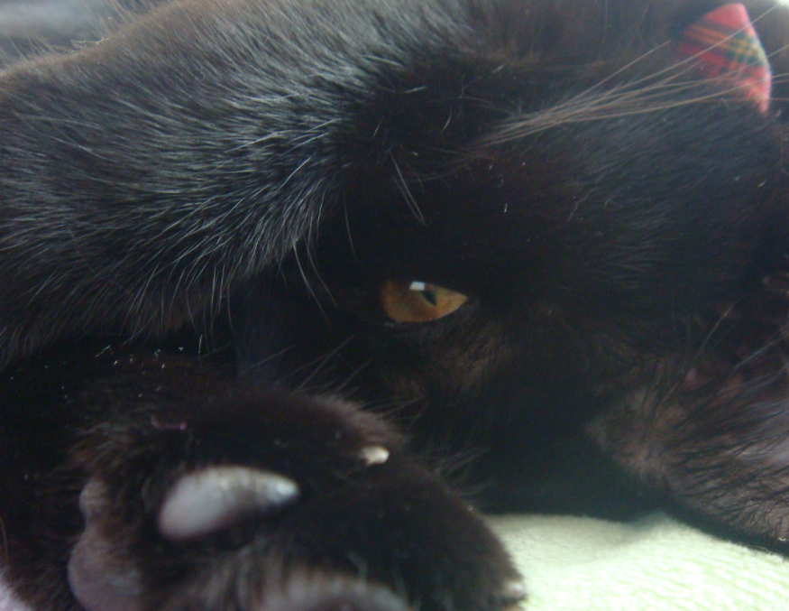 f:id:mo88mo:20160207182551p:plain