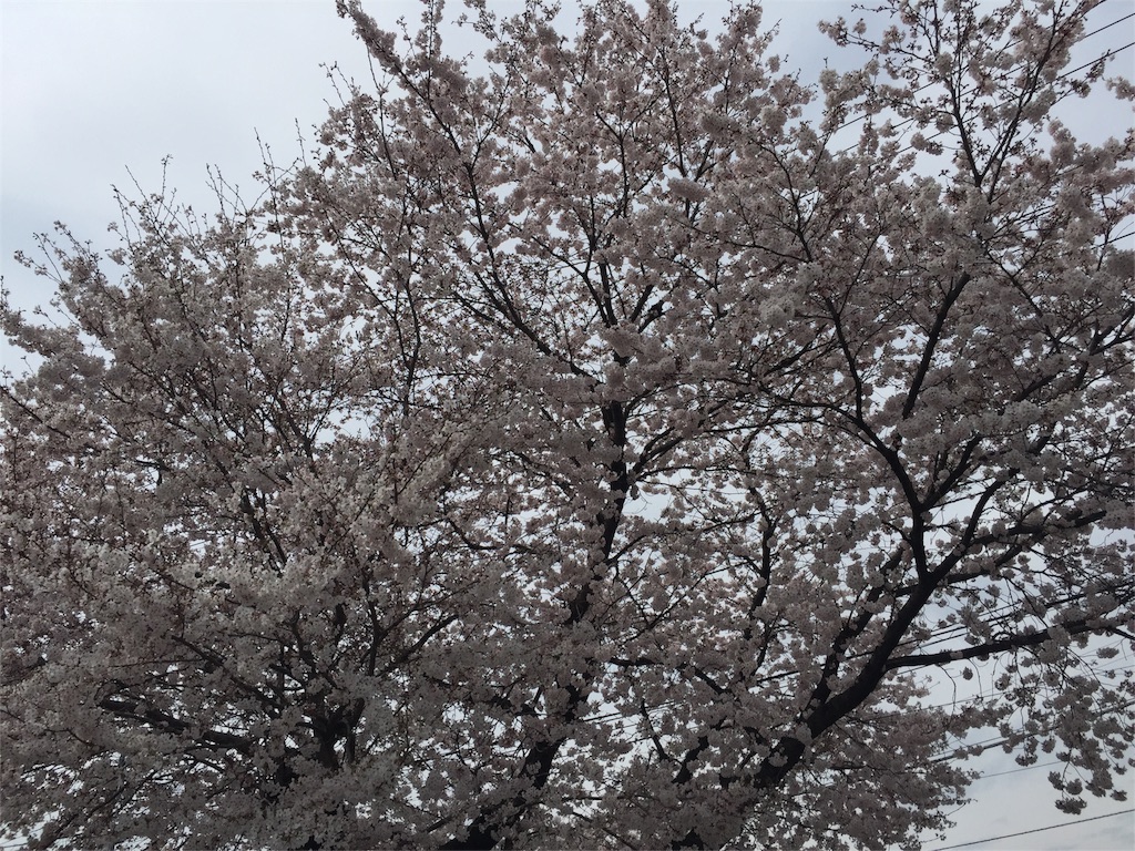 f:id:mochimochimochico:20160403213905j:image f:id:mochimochimochico:20160403213905j:image