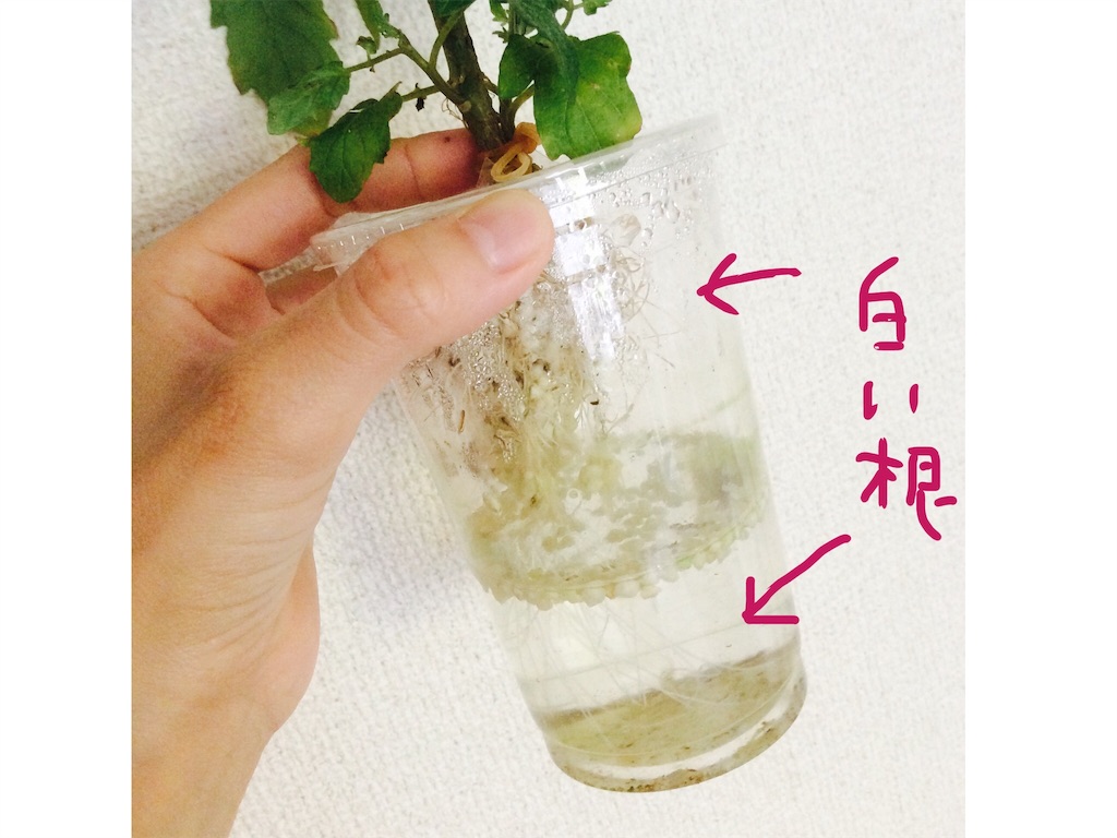f:id:moeacin:20160508100638j:image f:id:moeacin:20160508100638j:image