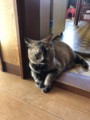 http://cdn-ak.f.st-hatena.com/images/fotolife/m/moecoco/20180711/20180711125524.jpg