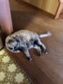 http://cdn-ak.f.st-hatena.com/images/fotolife/m/moecoco/20180713/20180713105707.jpg