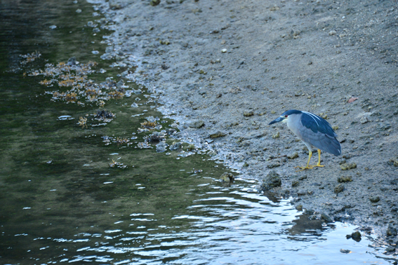 f:id:mofutofu:20140209183246p:plain