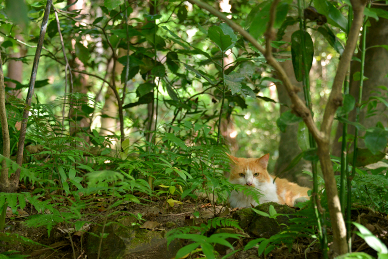 f:id:mofutofu:20140910004608j:plain