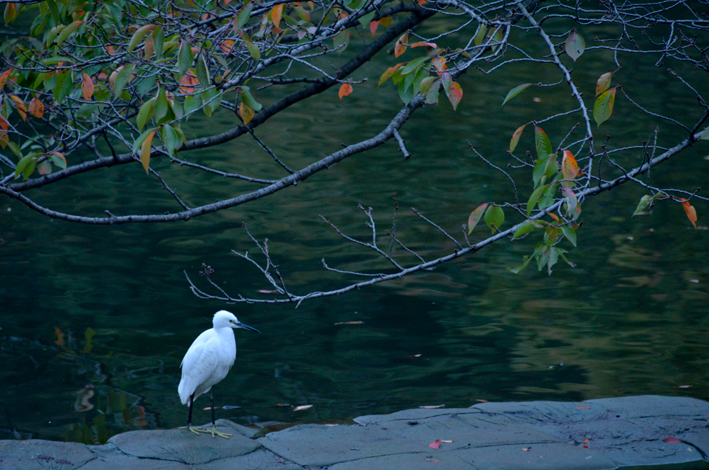 f:id:mofutofu:20141103000653j:plain