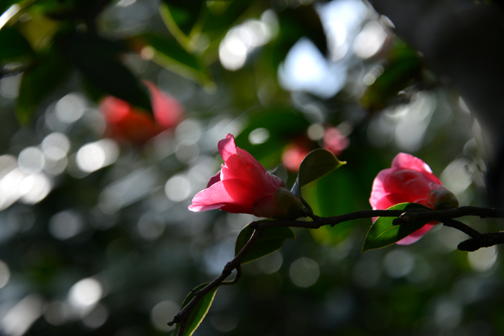 f:id:mofutofu:20141225225737j:plain