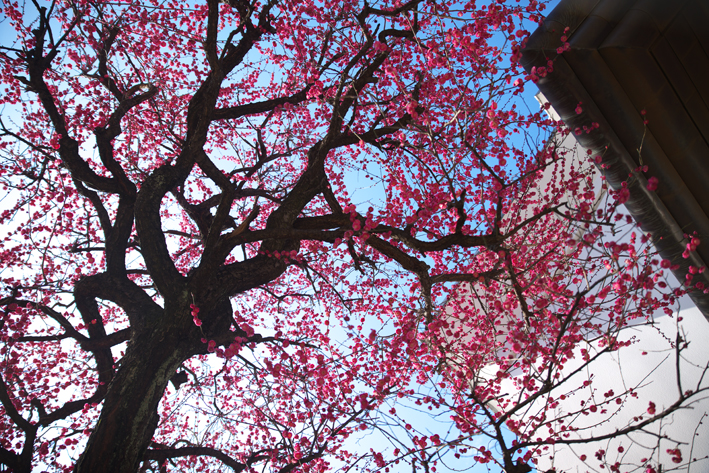 f:id:mofutofu:20150302230306j:plain f:id:mofutofu:20150302230306j:plain