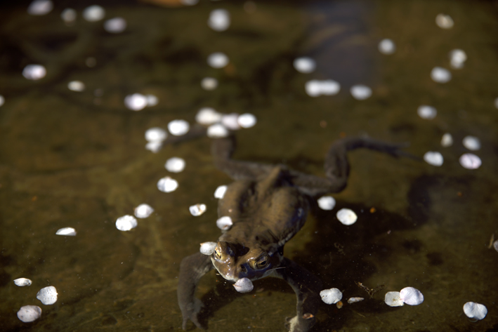 f:id:mofutofu:20150302230310j:plain f:id:mofutofu:20150302230310j:plain