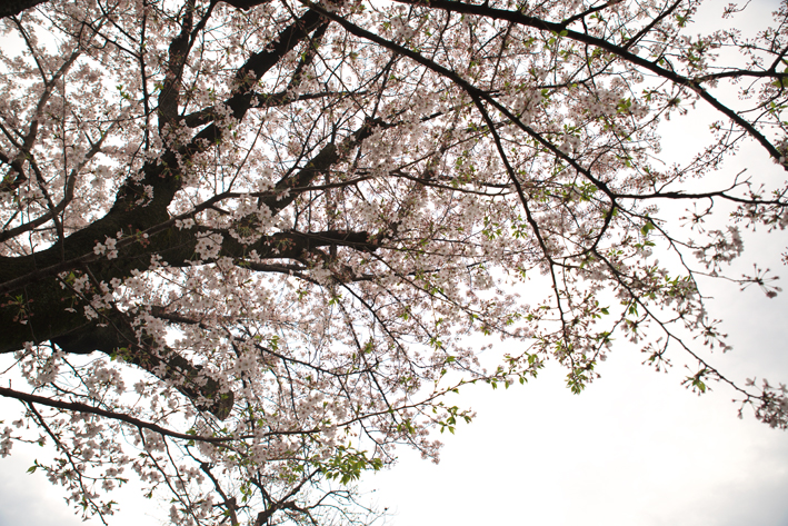 f:id:mofutofu:20150406001636j:plain