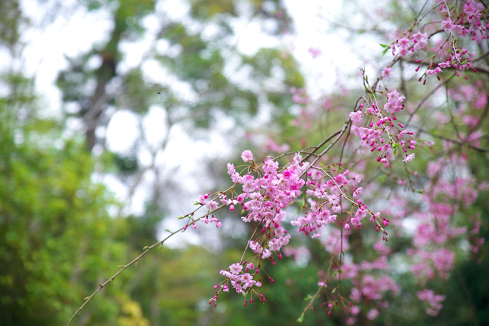 f:id:mofutofu:20150406001755j:plain