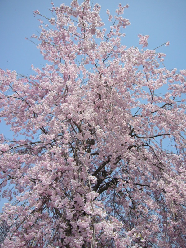 f:id:mokachi99:20090419125336j:image f:id:mokachi99:20090419125336j:image