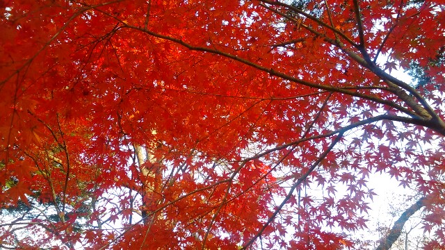 f:id:moko619:20151217093226j:plain