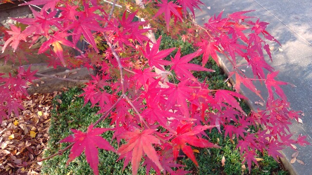 f:id:moko619:20151217093237j:plain