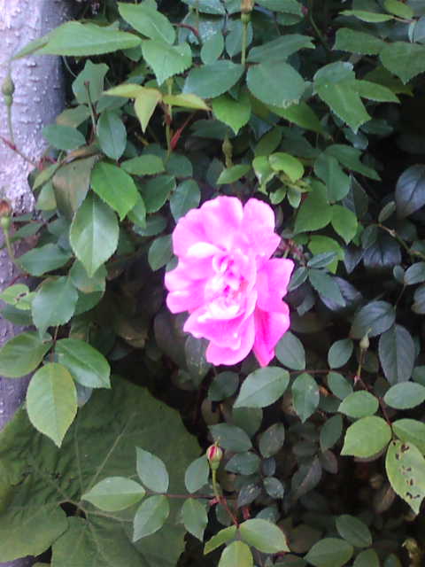 f:id:mokusi:20130412070651j:plain f:id:mokusi:20130412070651j:plain