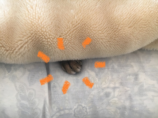 f:id:momijimom:20160217180631j:plain