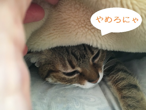 f:id:momijimom:20160217180647j:plain