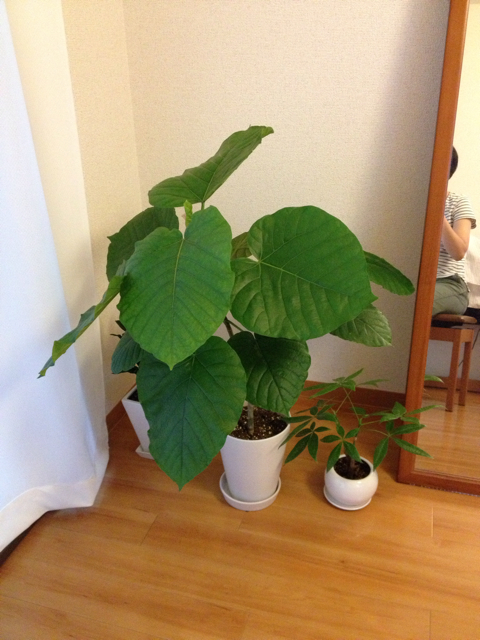f:id:momo-comfort:20130906081628j:plain f:id:momo-comfort:20130906081628j:plain