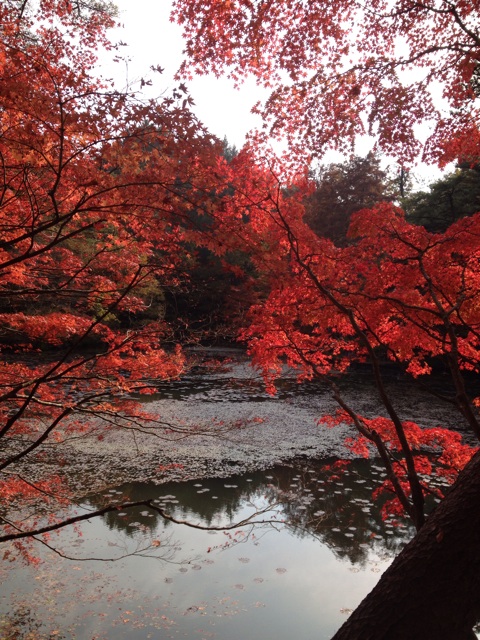 f:id:momo-comfort:20131214153740j:plain f:id:momo-comfort:20131214153740j:plain