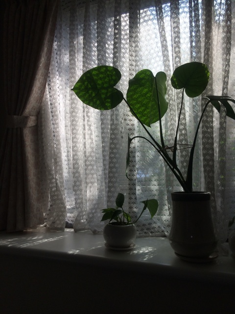 f:id:momo-comfort:20140525154357j:plain f:id:momo-comfort:20140525154357j:plain
