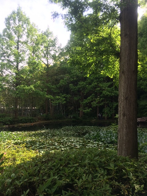 f:id:momo-comfort:20150615093759j:image f:id:momo-comfort:20150615093759j:image