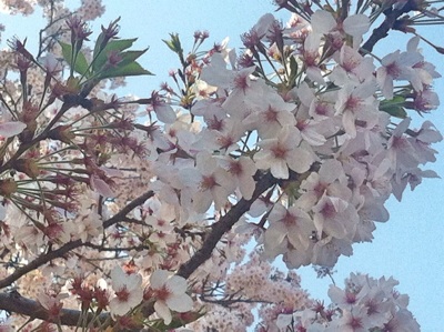 f:id:momo-tokei:20150402082523j:plain f:id:momo-tokei:20150402082523j:plain