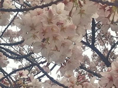 f:id:momo-tokei:20150403072154j:plain f:id:momo-tokei:20150403072154j:plain