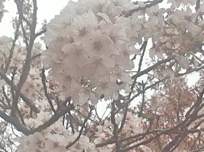 f:id:momo-tokei:20150404110446j:plain f:id:momo-tokei:20150404110446j:plain