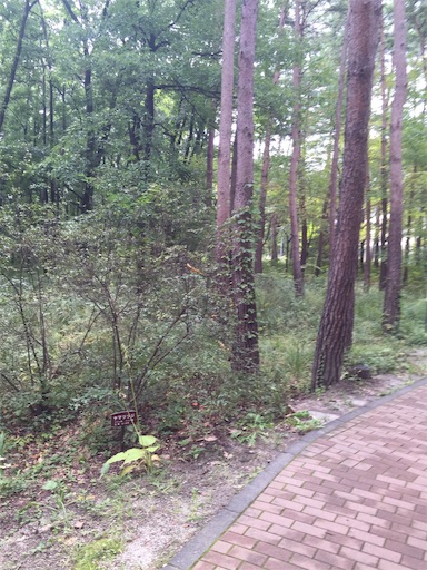 f:id:momo5586:20150927214017j:image f:id:momo5586:20150927214017j:image